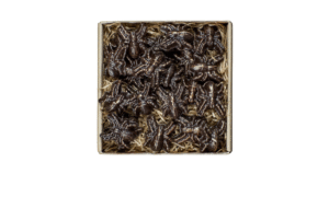 RAGNI è stato aggiunto alla lista dei desideri!